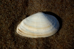 muschel