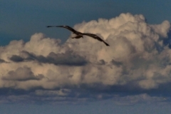 wolkenvogel