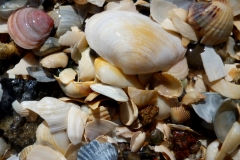 bivalvia