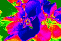 colored primrose
