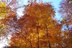Herbstbäume Nov. 2015 (23)