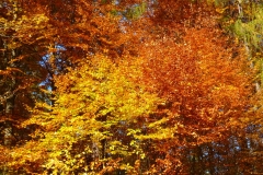 Herbstbäume Nov. 2015 (28)