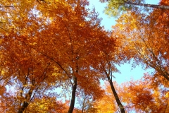 Herbstbäume Nov. 2015 (34)