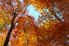 Herbstbäume Nov. 2015 (37)