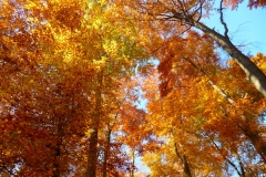 Herbstbäume Nov. 2015 (38)