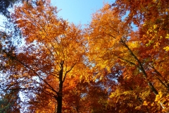 Herbstbäume Nov. 2015 (41)