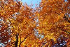Herbstbäume Nov. 2015 (42)