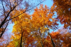 Herbstbäume Nov. 2015 (44)