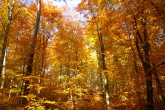Herbstbäume Nov. 2015 (46)