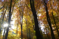 Herbstbäume Nov. 2015 (55)
