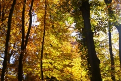 Herbstbäume Nov. 2015 (57)