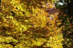 Herbstbäume Nov. 2015 (58)