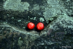 zwei rote perlen auf stein